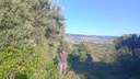 Recuperación del olivar de Horche